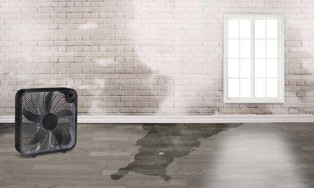 Best Water damage restoration near me  in Roosevelt Park, MI